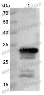 Anti-Monkeypox virus/MPXV A14L Polyclonal Antibody